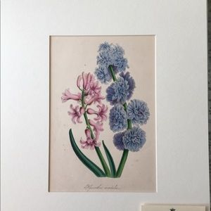 RARE auth 1800s Plate Press Lithograph Botanical Print Wall Art